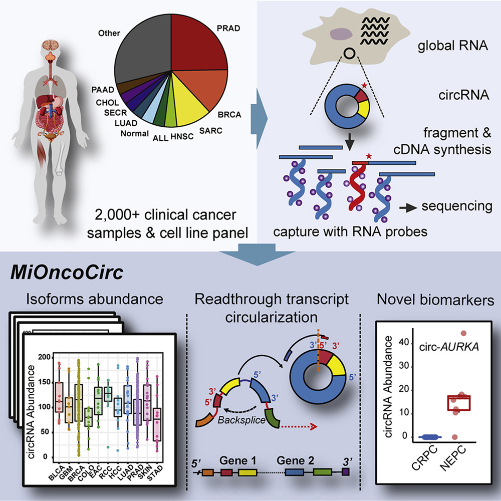 Circular RNA